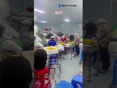 WG210 Elektrische Industrie-Doypack vorgefertigte Taschenverpackungsmaschine für getrocknete Früchte